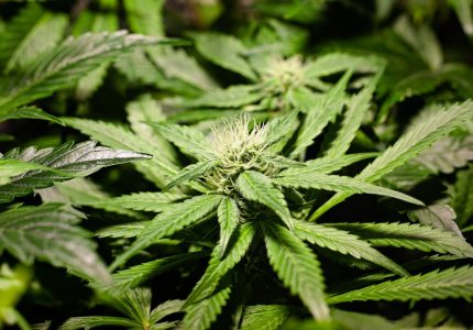 green-blooming-cannabis-bud-with-stigmas-and-trichomes-marijuana-growing green-blooming-cannabis-bud-with-stigmas-and-trichomes-marijuana-growing